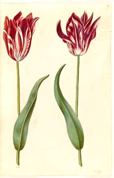 Tulipa gesneriana (have-tulipan)