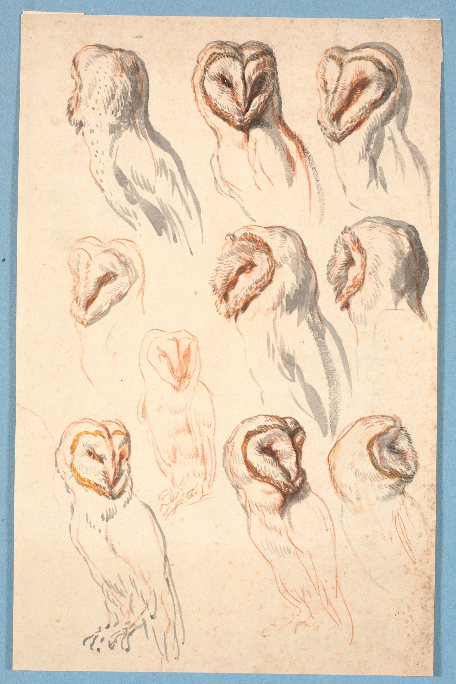 Ti studier af en ugle, Marcus Tuscher, 1726-1729