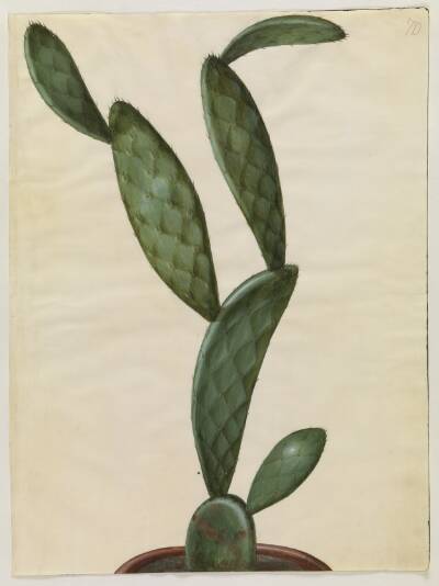 Opuntia monacantha (entornet figenkaktus)