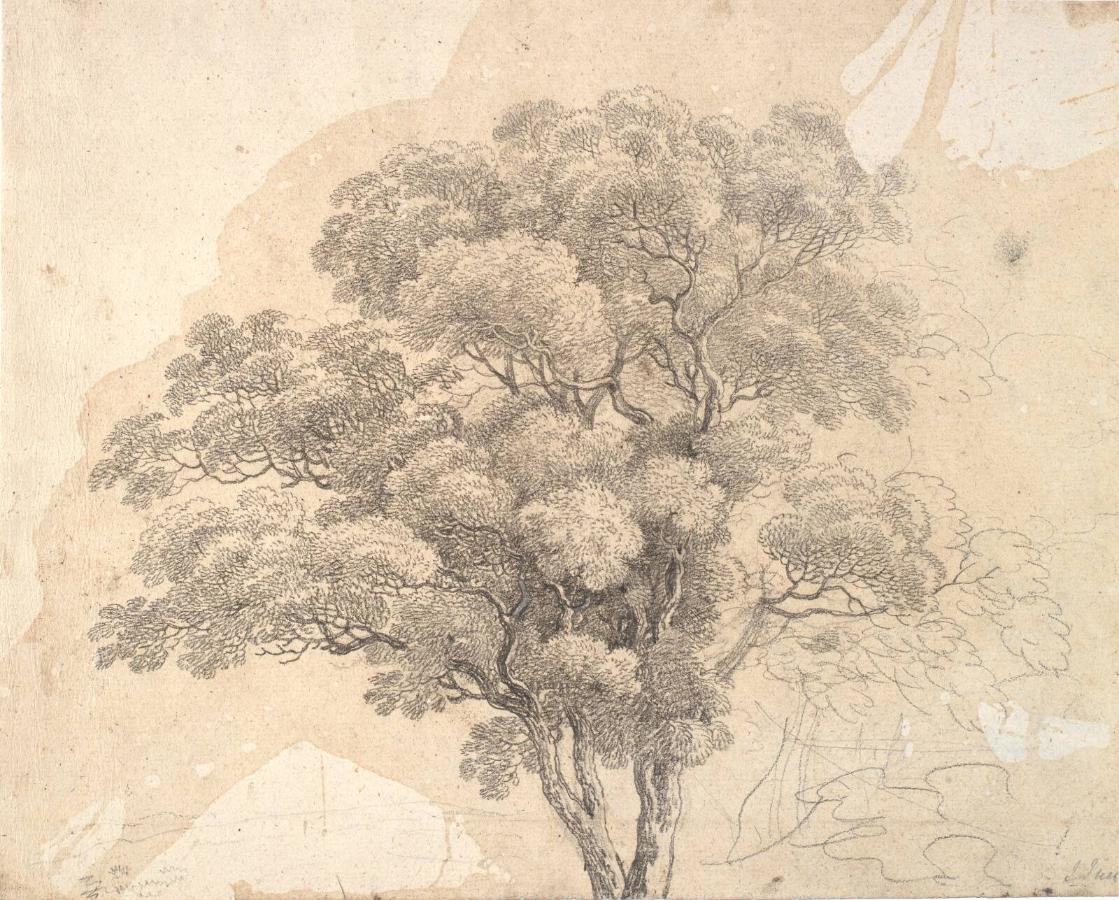 Studie af trækrone, Jens Juel, 1790-1799