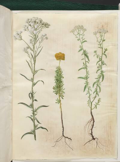 Achillea ptarmica (sølvknap-røllike); Achillea ageratum (balsam-røllike); Achillea millefolium (almindelig røllike)