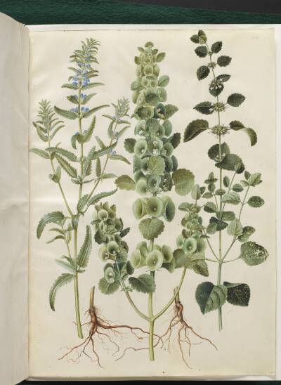 Dracocephalum moldavica (moldavisk dragehoved); Moluccella spinosa (tornet tragtbæger); Melissa officinalis (citron-melisse)