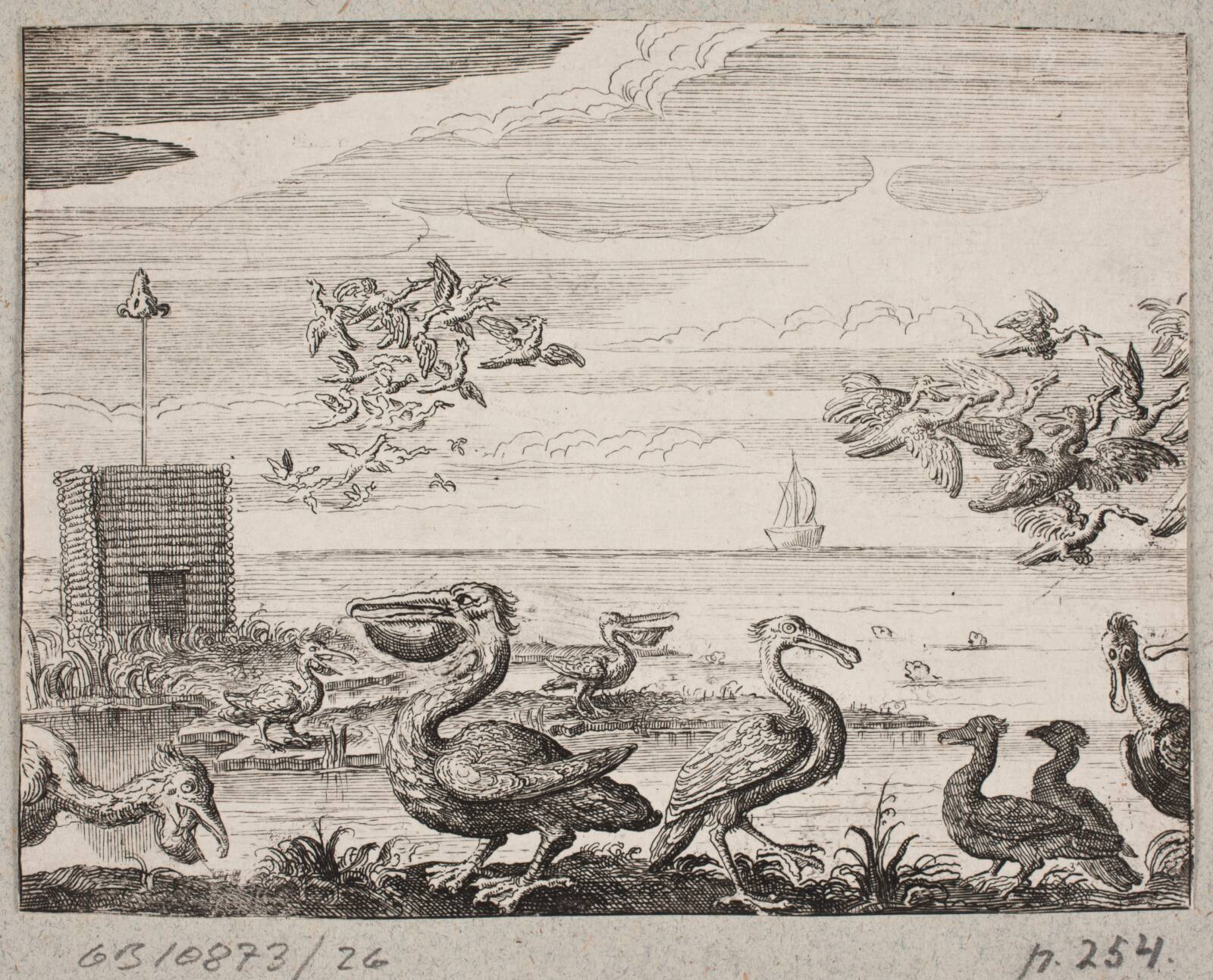 Pelikaner, Ubekendt, 1647