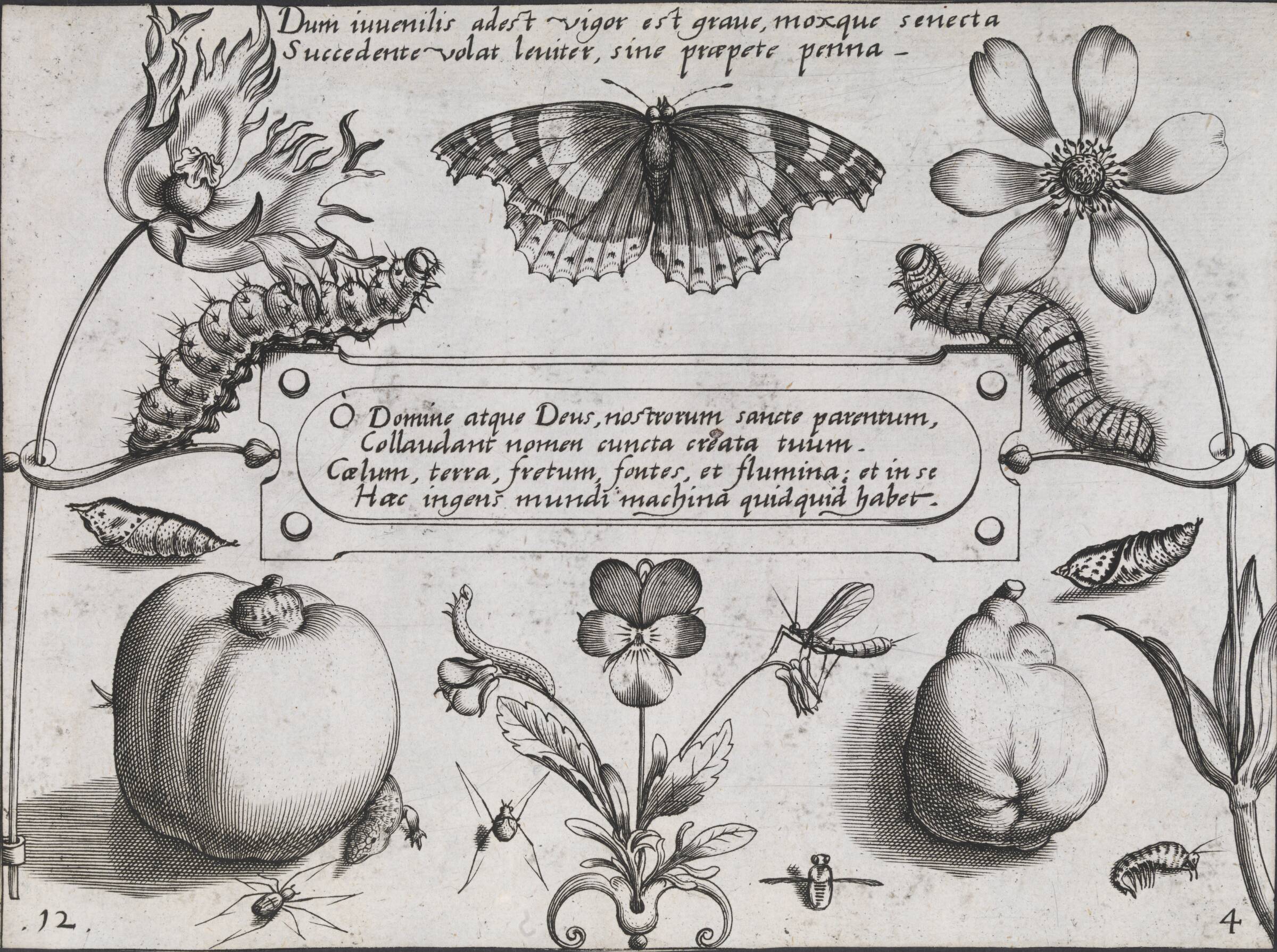Sommerfuglelarver, sommerfugl, pære m.m., Jacob Hoefnagel, 1592