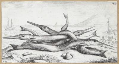 Hornfisk (Admos)