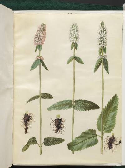 Stachys officinalis (læge-betonie)