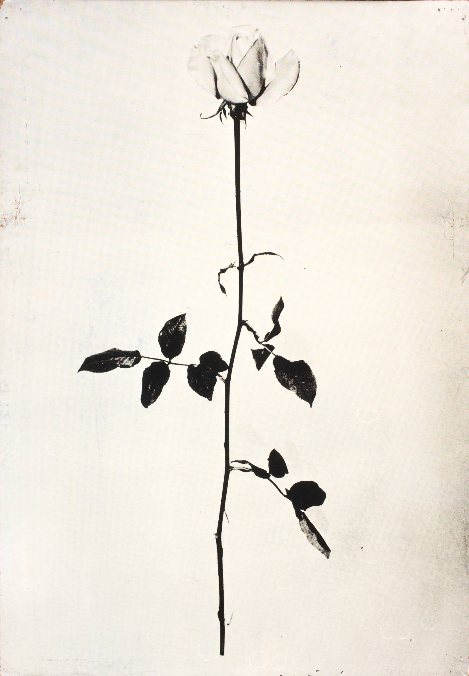 1 original rose, John Davidsen, 1969