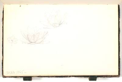 Blomsterstudier
