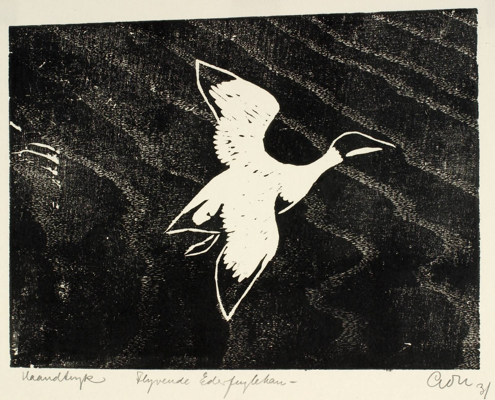 Flyvende edderfuglehan, Aage Gitz-Johansen, 1931