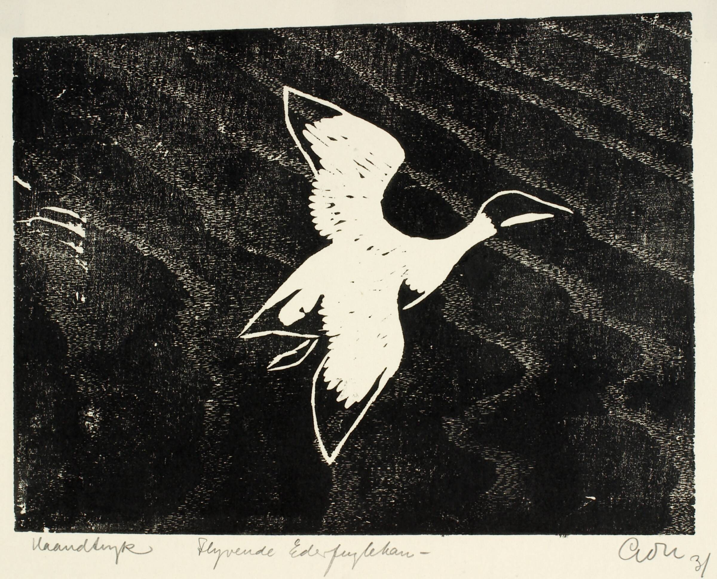 Flyvende edderfuglehan, Aage Gitz-Johansen, 1931