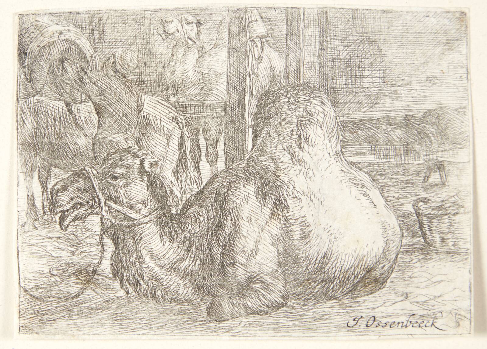 Liggende kamel, Ossenbeeck, Jan van, 1624-1674