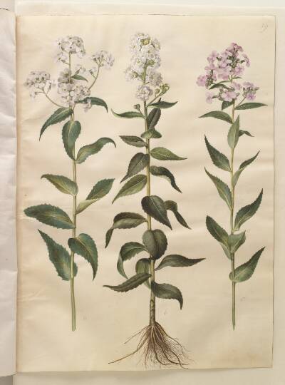 Hesperis matronalis (almindelig aftenstjerne)