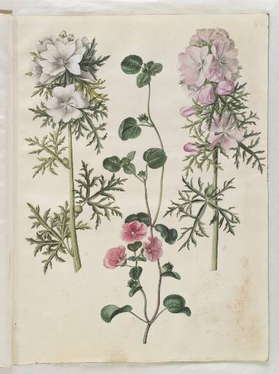Malva moschata (moskus-katost); Malva eller Malope (art af katost eller malope)
