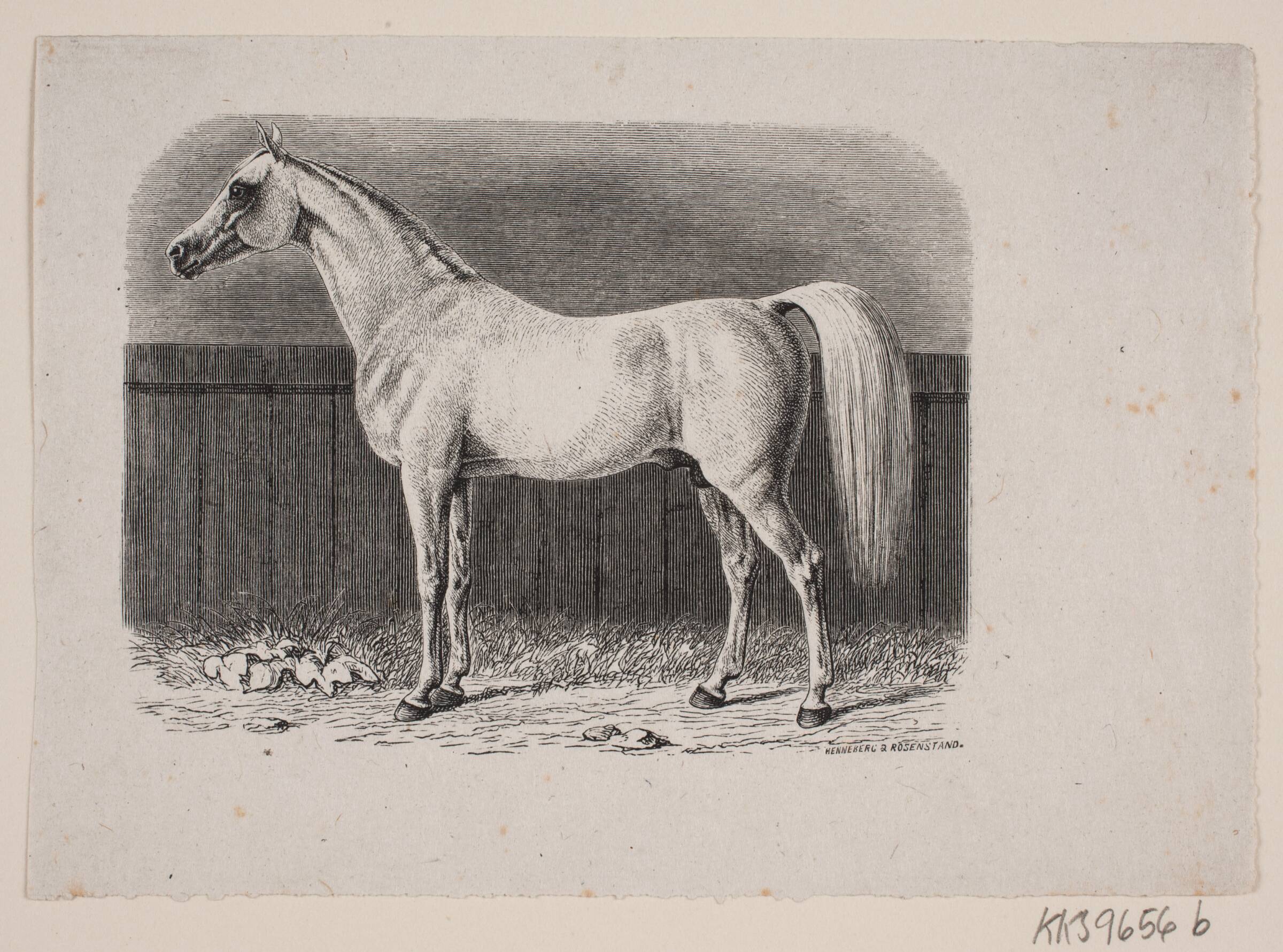 En hest, Johan Frederik Rosenstand, 1826-1893