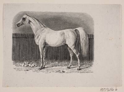 En hest
