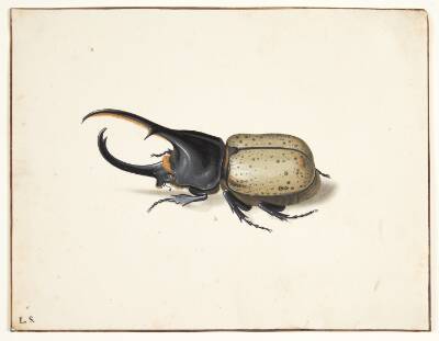 En herkulesbille (dynastes hercules)