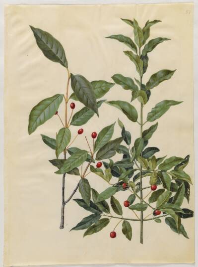 Euonymus latifolius (bredbladet benved); Euonymus europaeus (almindelig benved)
