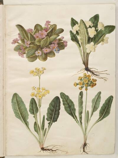 Primula vulgaris (karnevals-kodriver); Primula vulgaris (hybrid af storblomstret kodriver); Primula veris (hybrid af hulkravet kodriver)