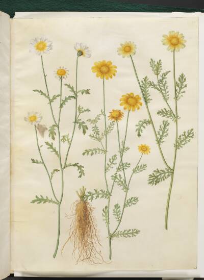 Glebionis coronaria (kron-okseøje)