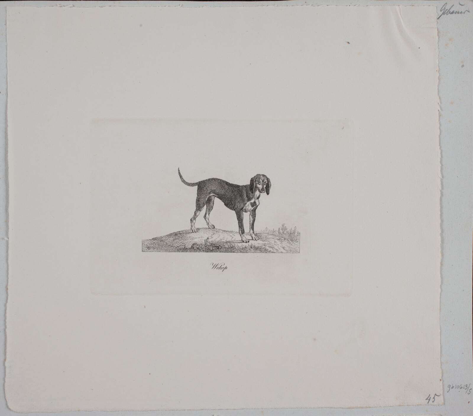 Wekop, Христиан Давид Гебауэр, 1821