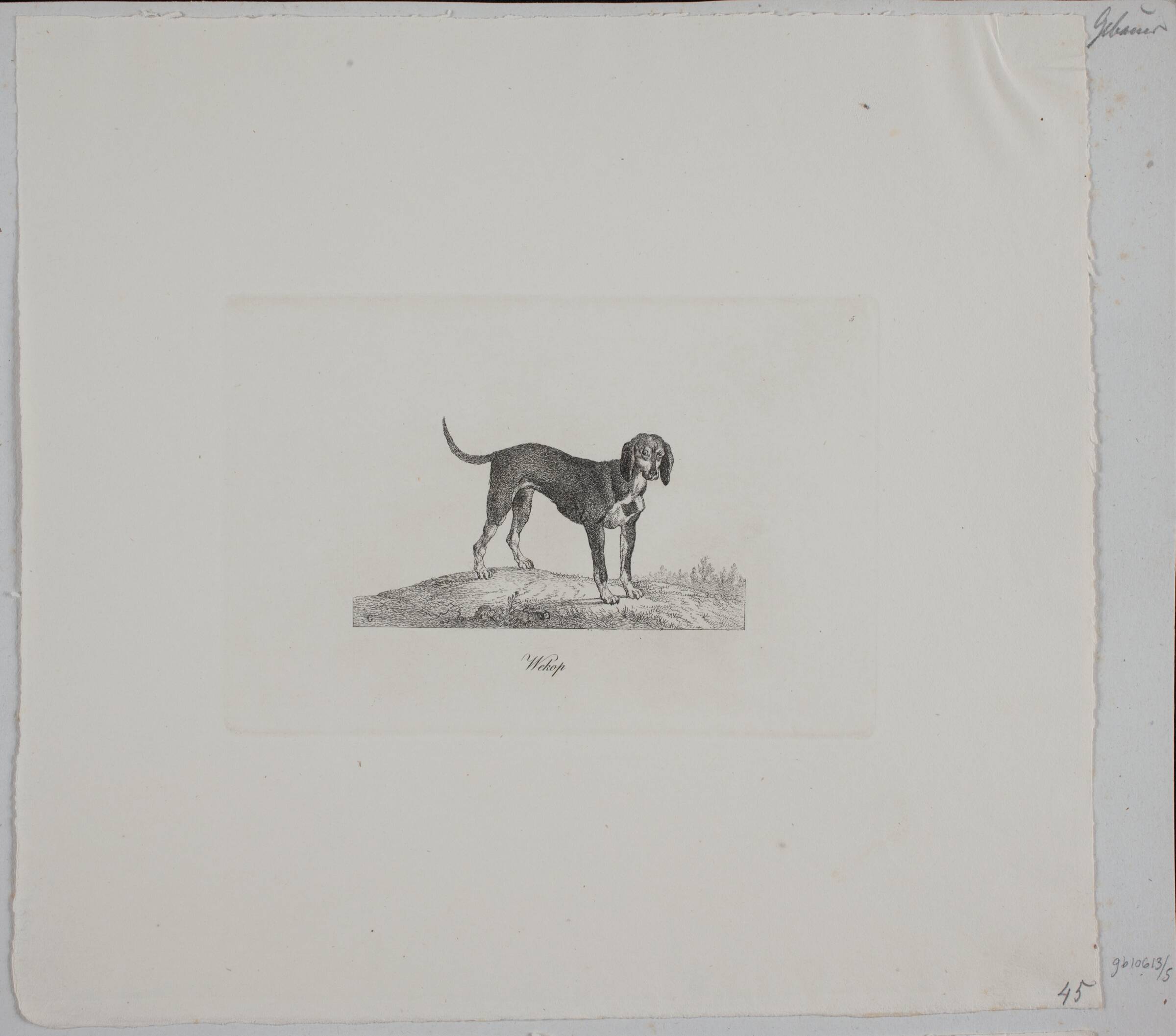 Wekop, Christian David Gebauer, 1821