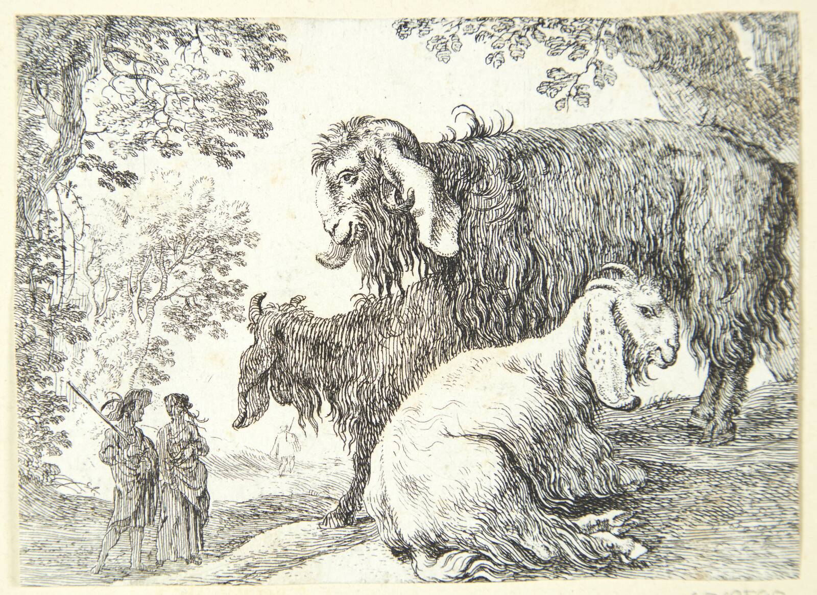 Angorafår, Herman van Swanevelt, 1603-1655