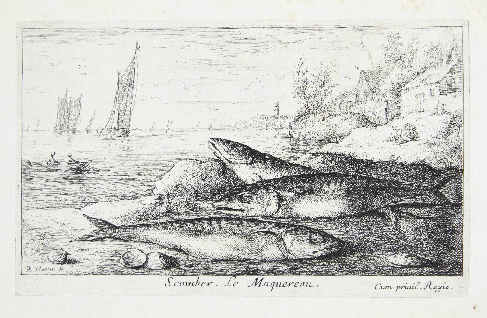 Markrellen (Scomber), Albert Flamen, 1620-1669