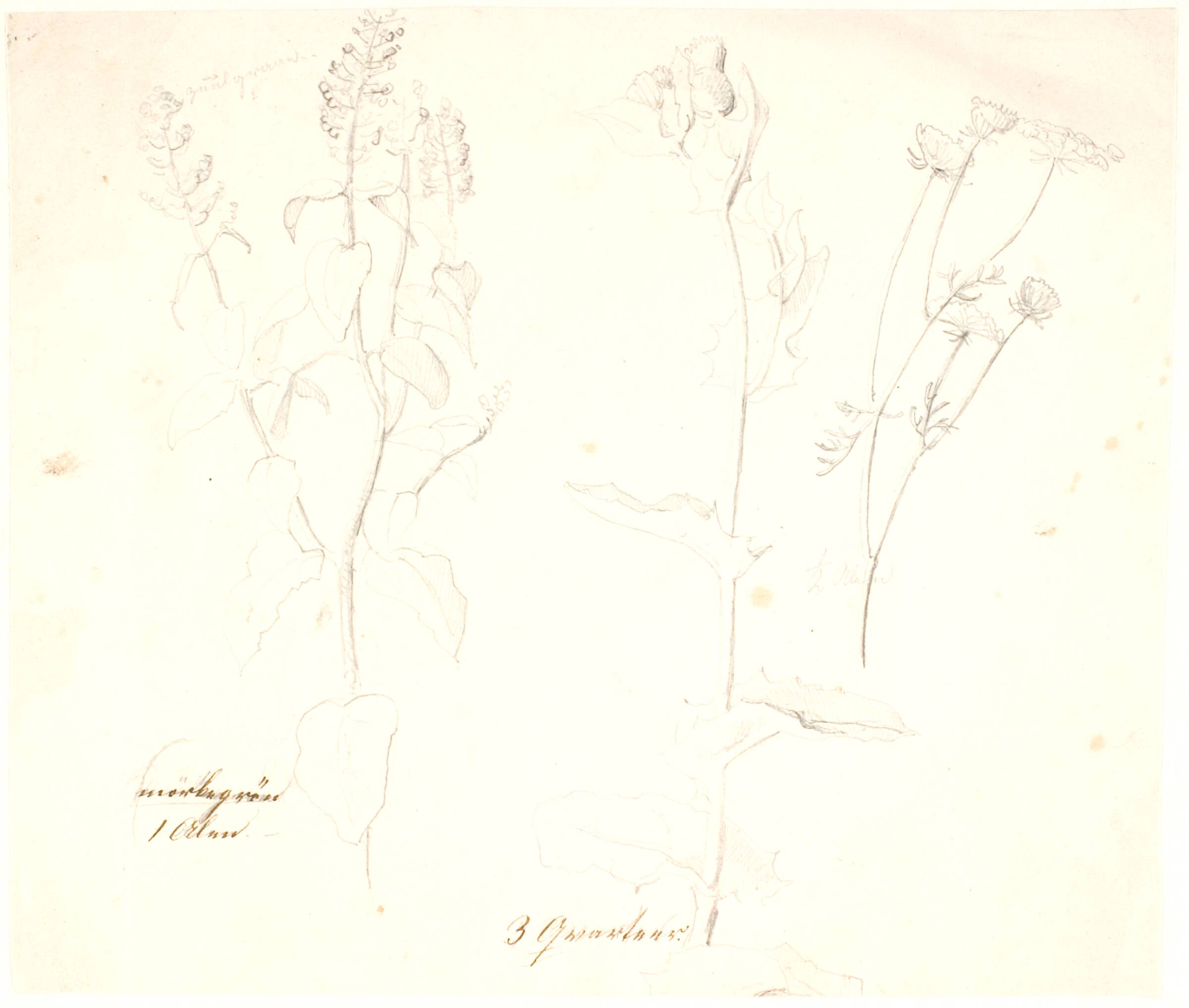 Plantestudier, Dankvart Dreyer, 1830-1839