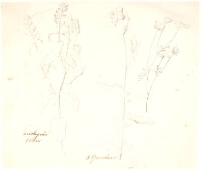 Plantestudier