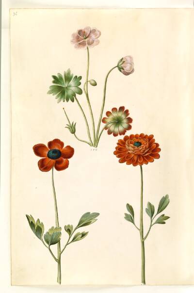 Geranium sanguineum striatum (stribet storkenæb); Ranunculus asiaticus (have-ranunkel)