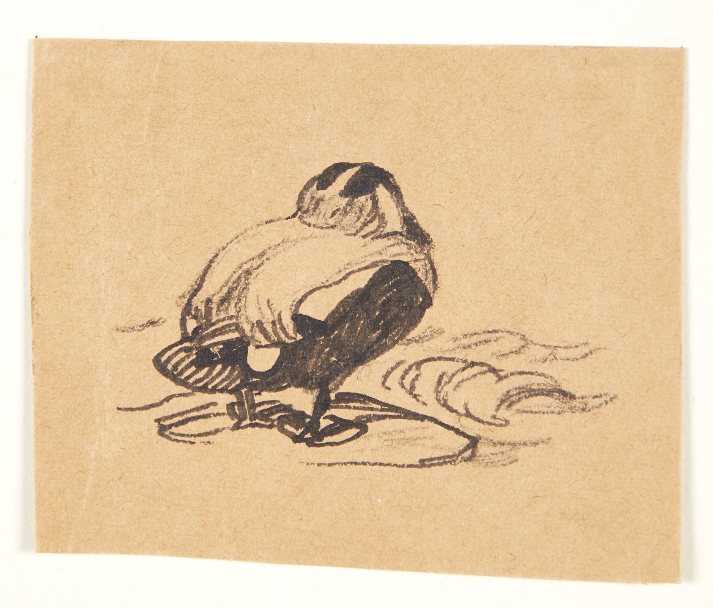 Ederfugl, Johannes Larsen, 1898