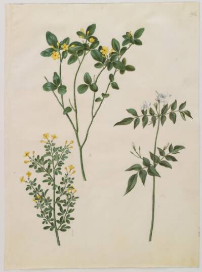 Jasminum odoratissimum (stue-jasmin); Jasminum fruticans (busk-jasmin); Jasminum grandiflorum (duft-jasmin)