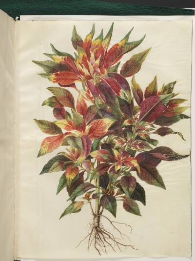 Amaranthus tricolor (papegøje-amarant)