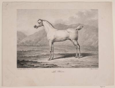 Arabisk hest: "Le Néron"