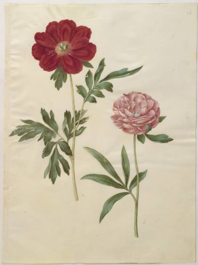 Paeonia officinalis (bonderose)