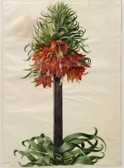 Fritillaria imperialis (kejserkrone)