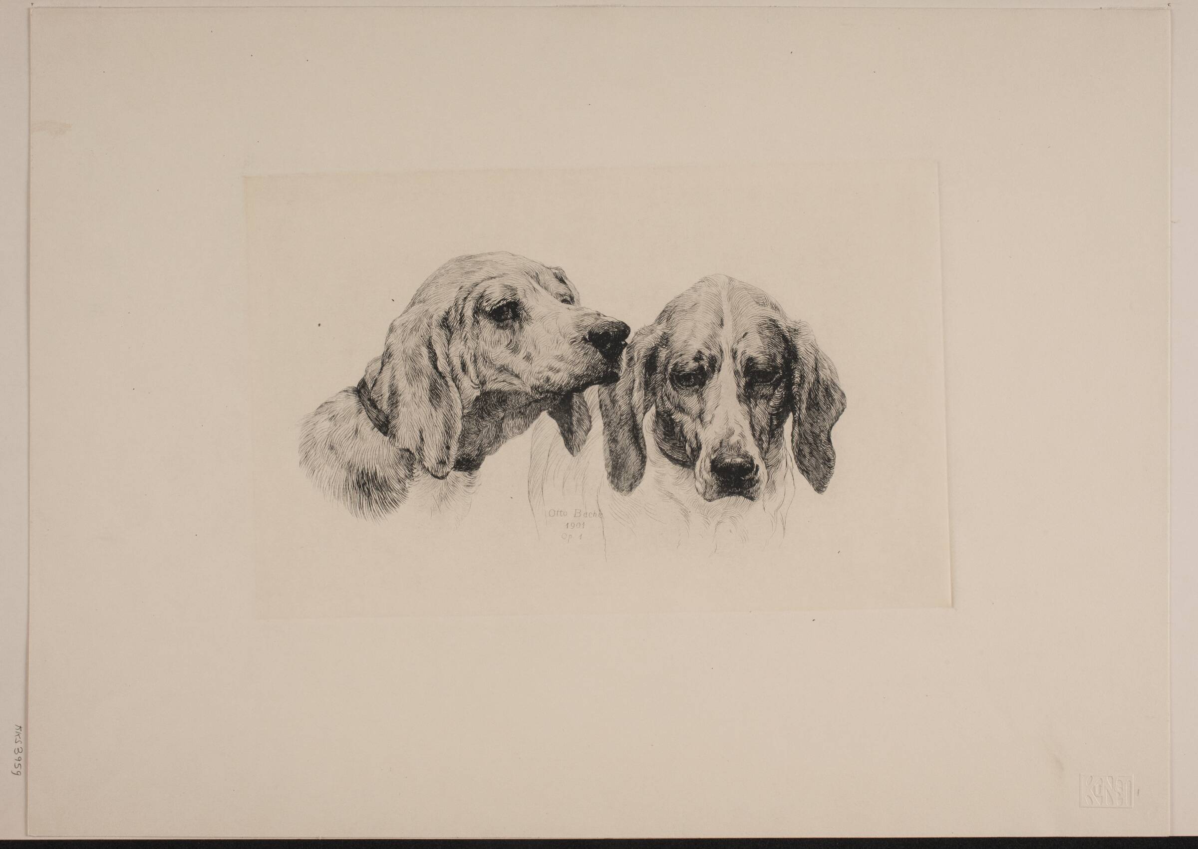 To hundehoveder, Otto Bache, 1901