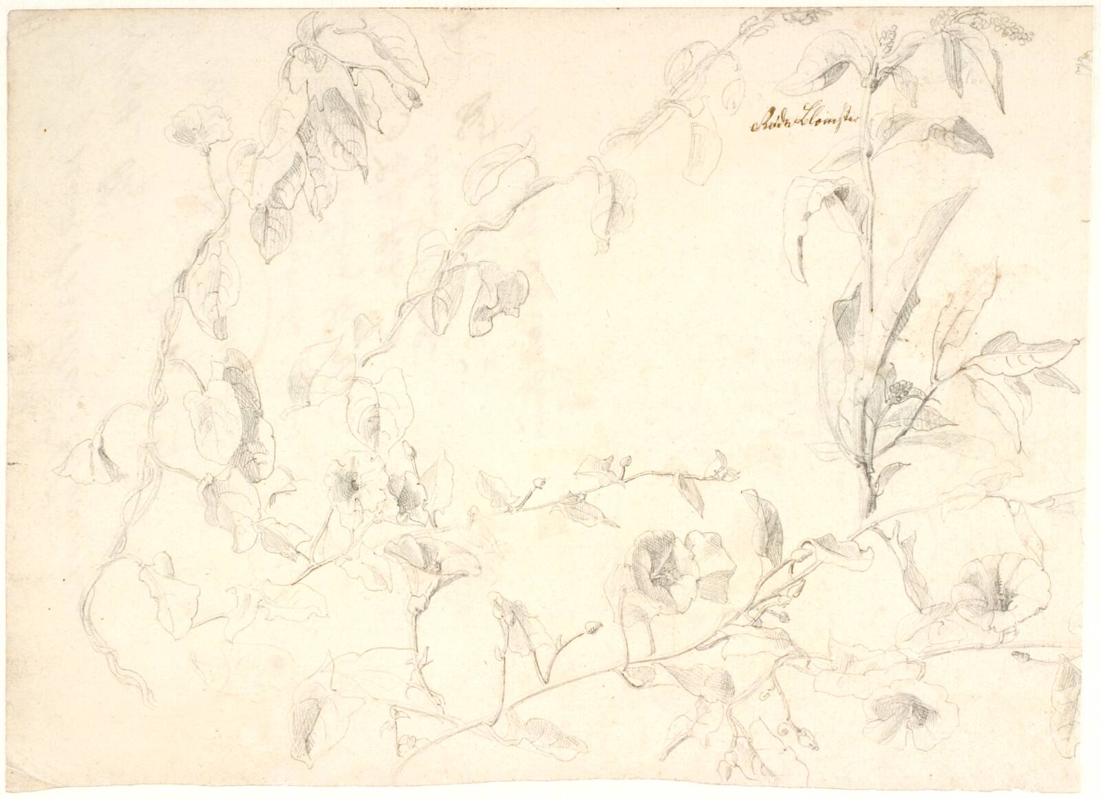 Plantestudier, Dankvart Dreyer, 1837-1839
