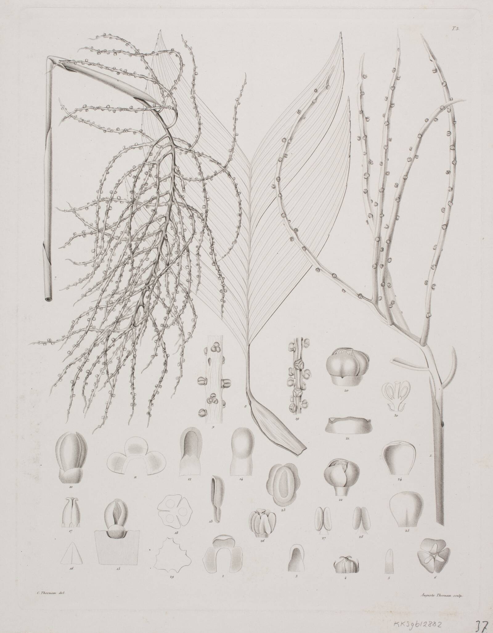 Botanisk radering, Augusta Thornam, 1850-1899