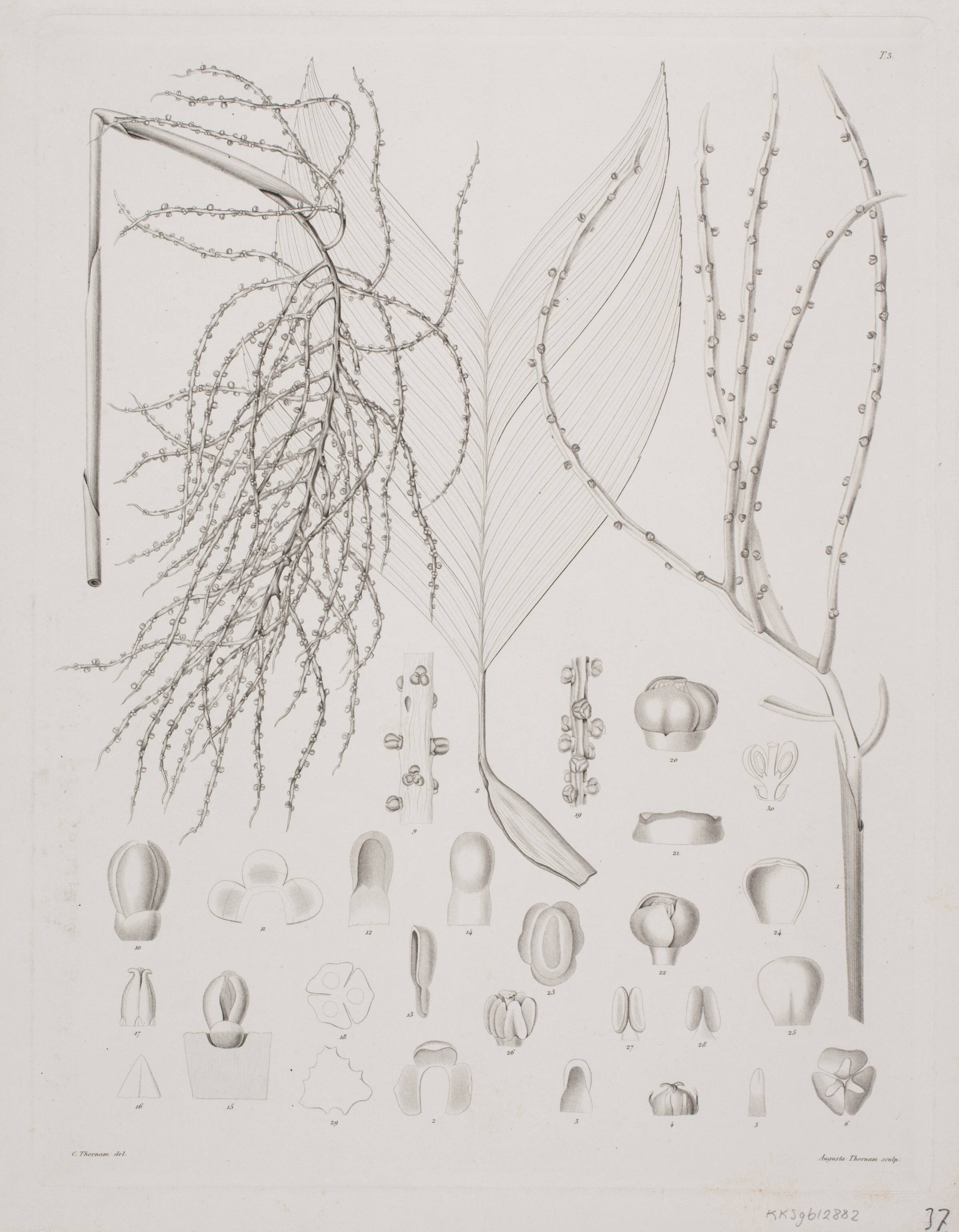 Botanisk radering, Augusta Thornam, 1850-1899