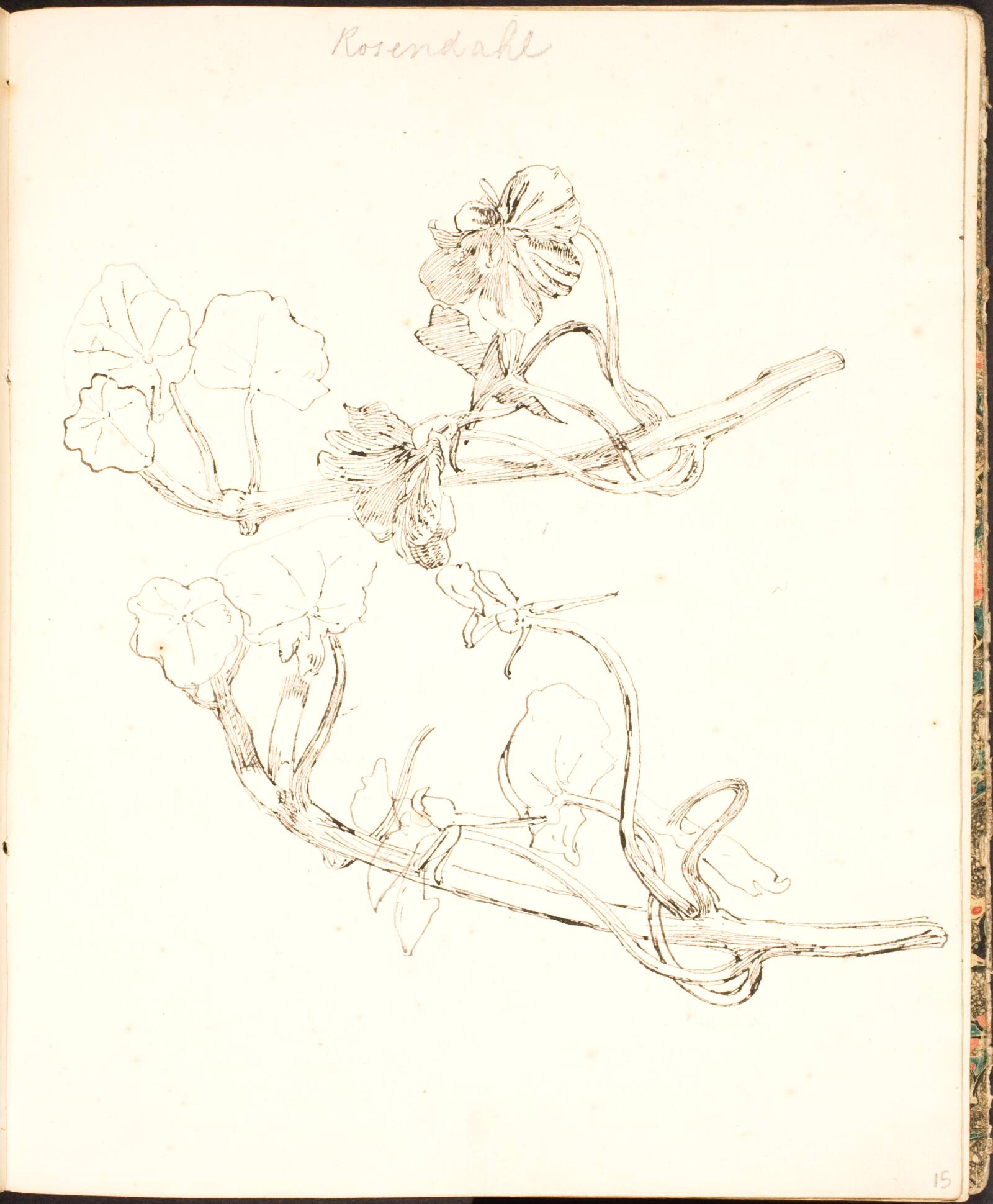 Plantestudier, Lorenz Frølich, 1839