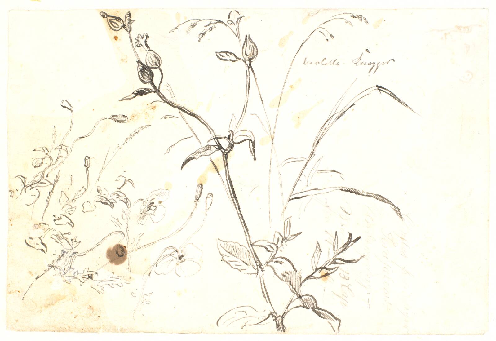 Plantestudier, Dankvart Dreyer, 1831-1852