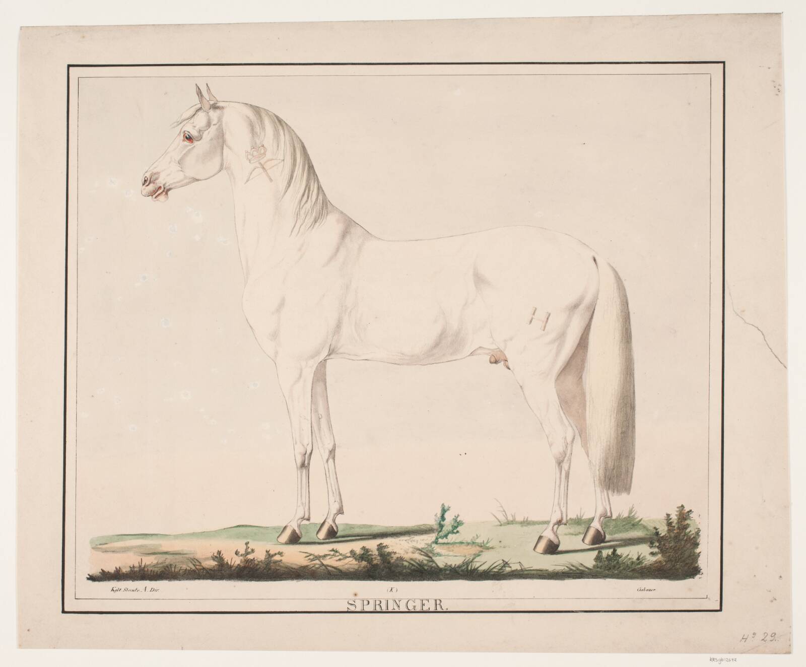 Hesten Springer, Christian David Gebauer, 1822