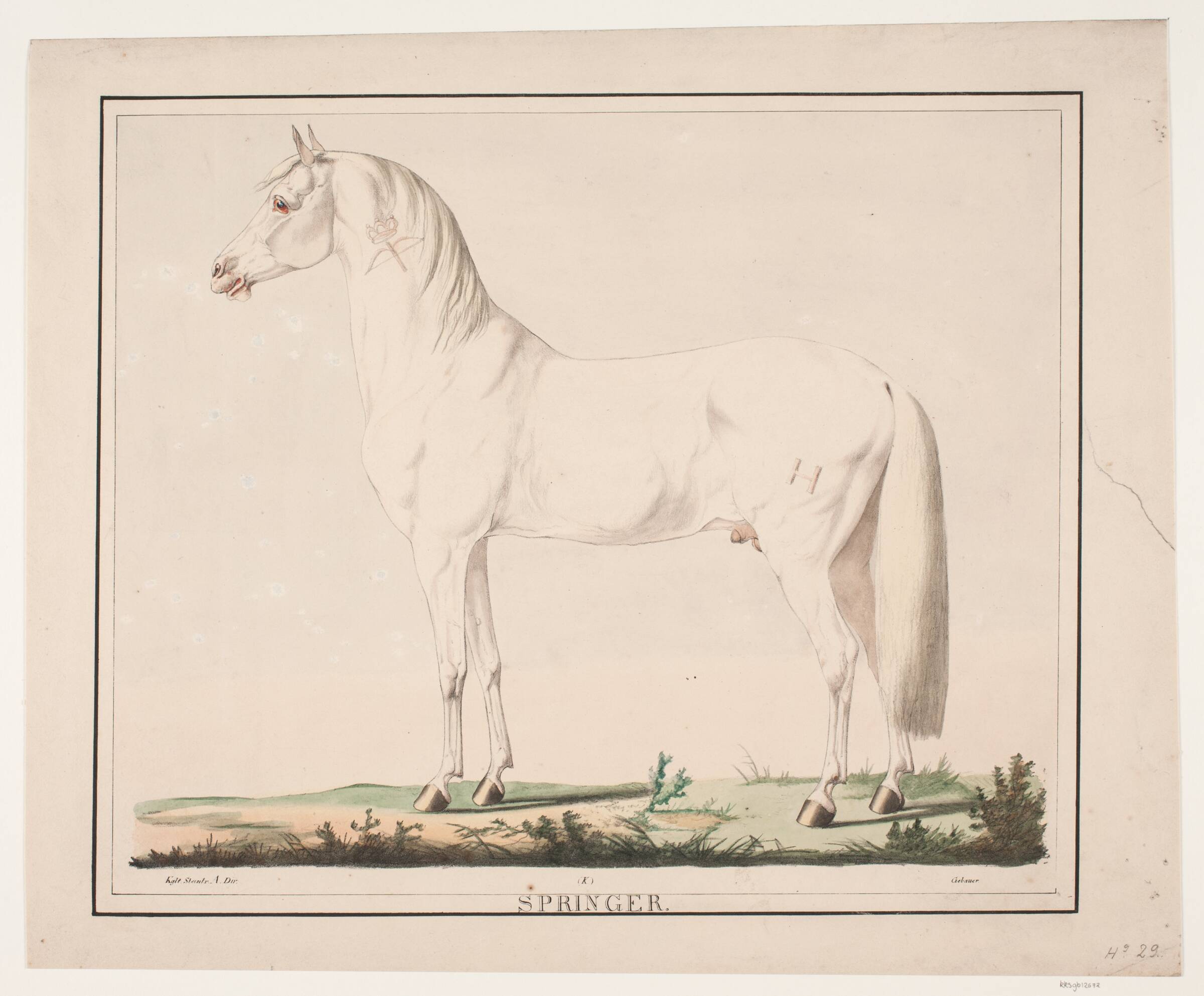 Hesten Springer, Christian David Gebauer, 1822