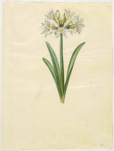 Pancratium Illyricum (småblomstret strandlilje)
