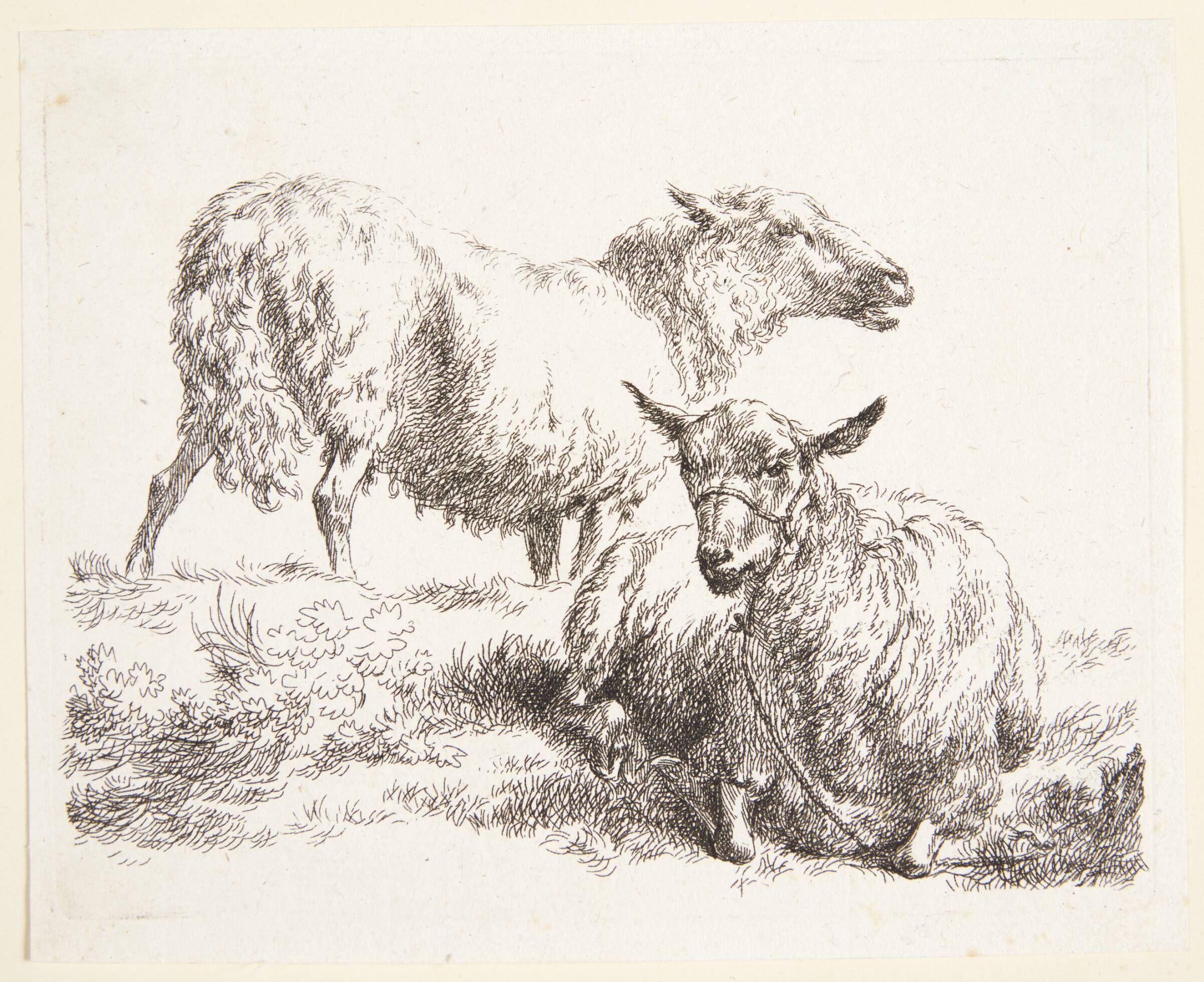 Et stående og et liggende får, Nicolaes Berchem, 1620-1683