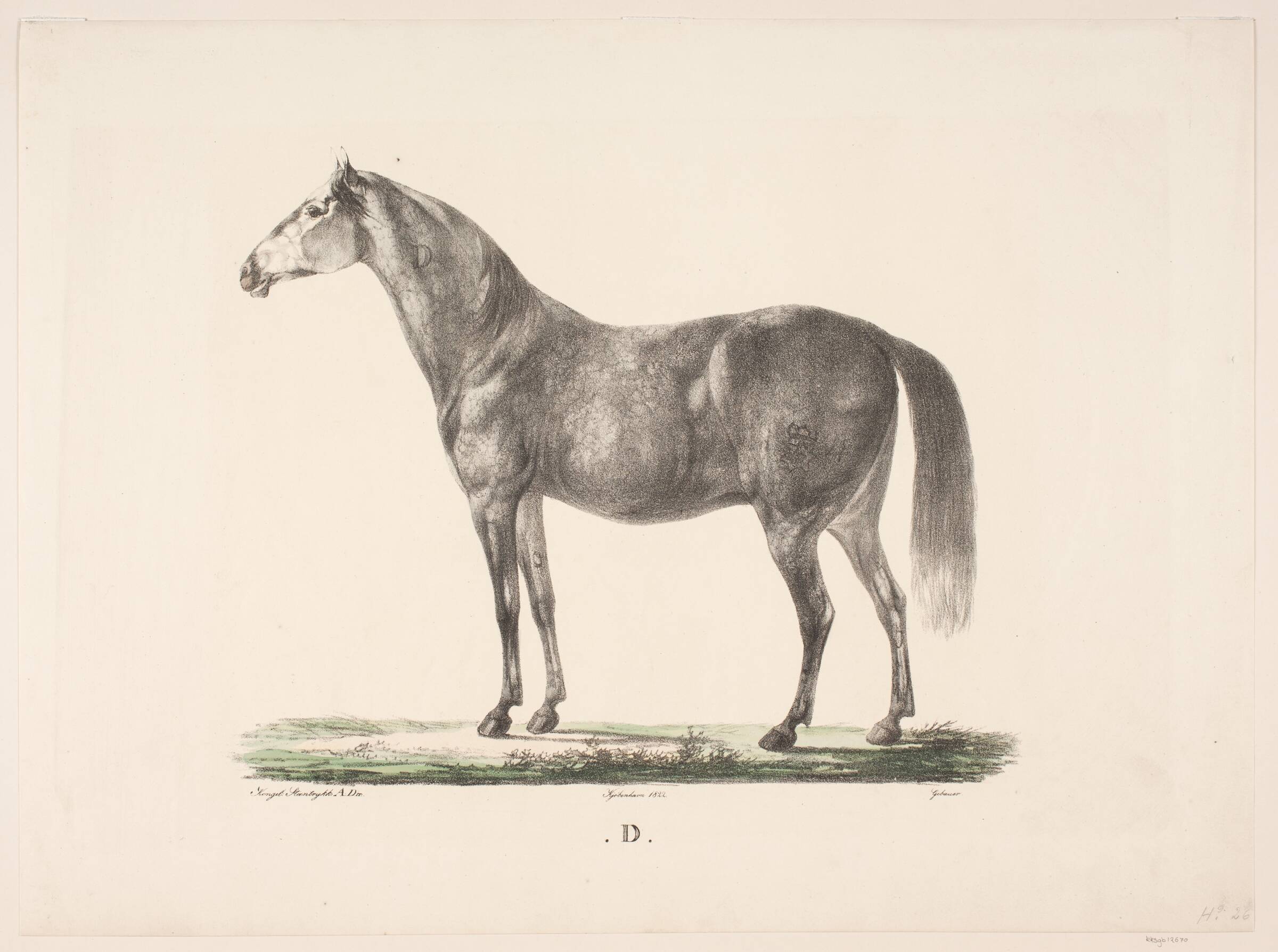 Hesten D, Christian David Gebauer, 1822