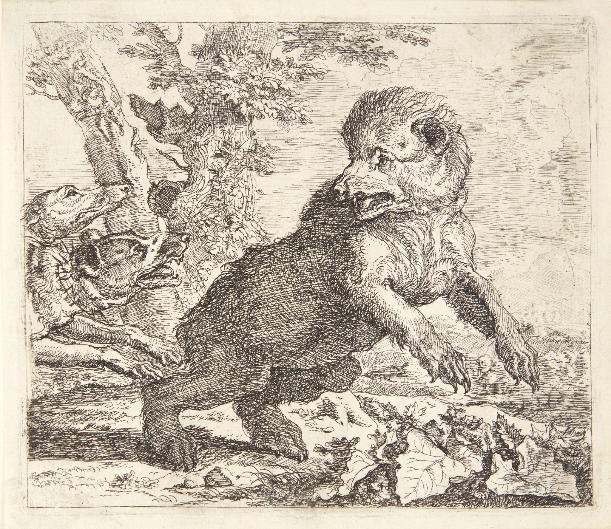 Bjørn jagtet af hunde