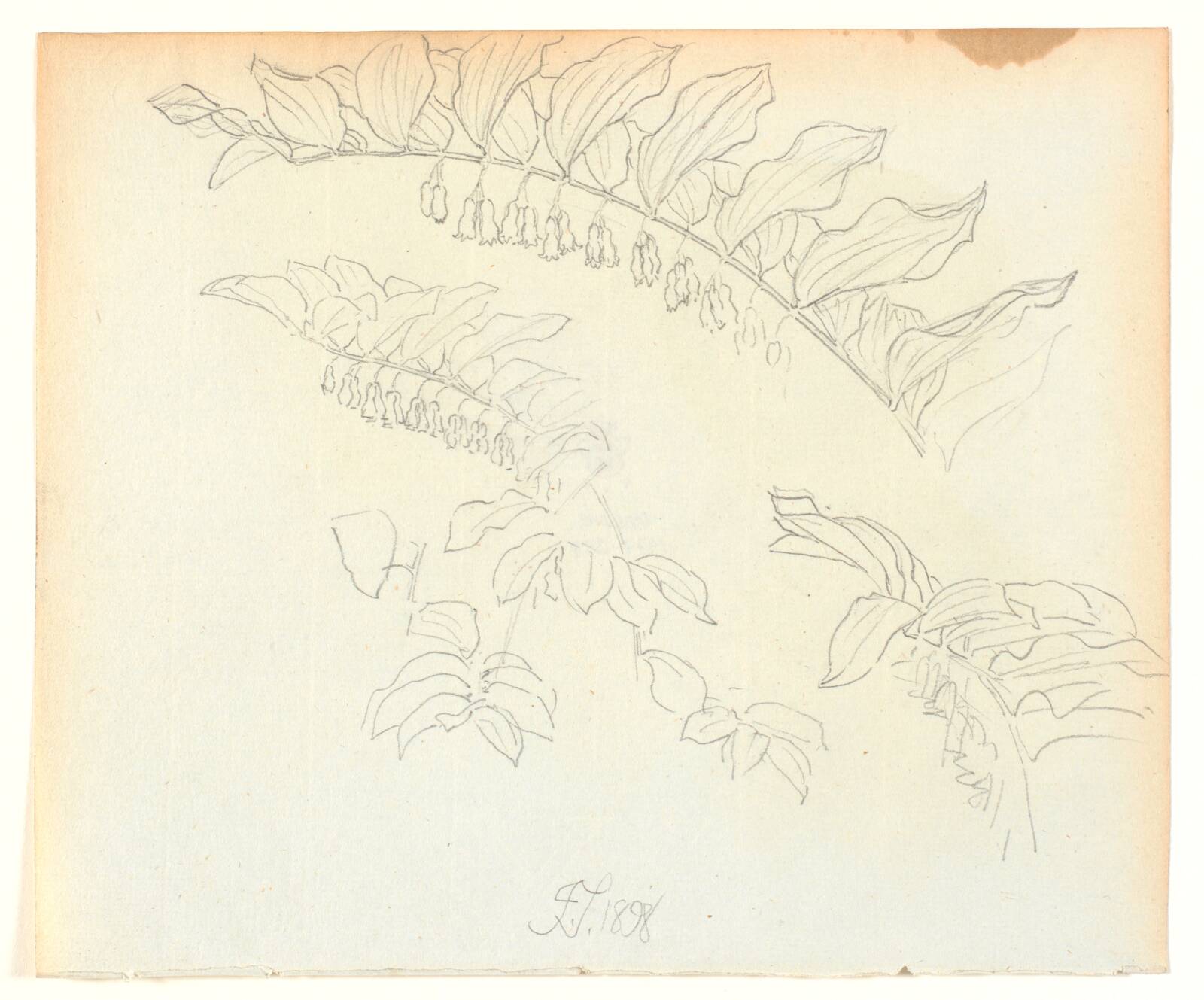 Plantestudie, Joakim Skovgaard, 1898