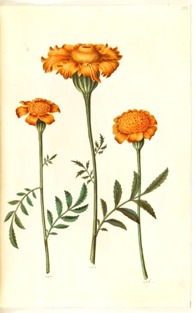 Tagetes patula (udspærret fløjlsblomst)